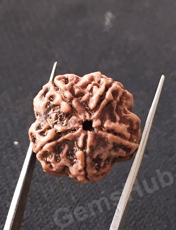 5 Mukhi Natural Certified Rudraksha Size- 20.5 mm Premium